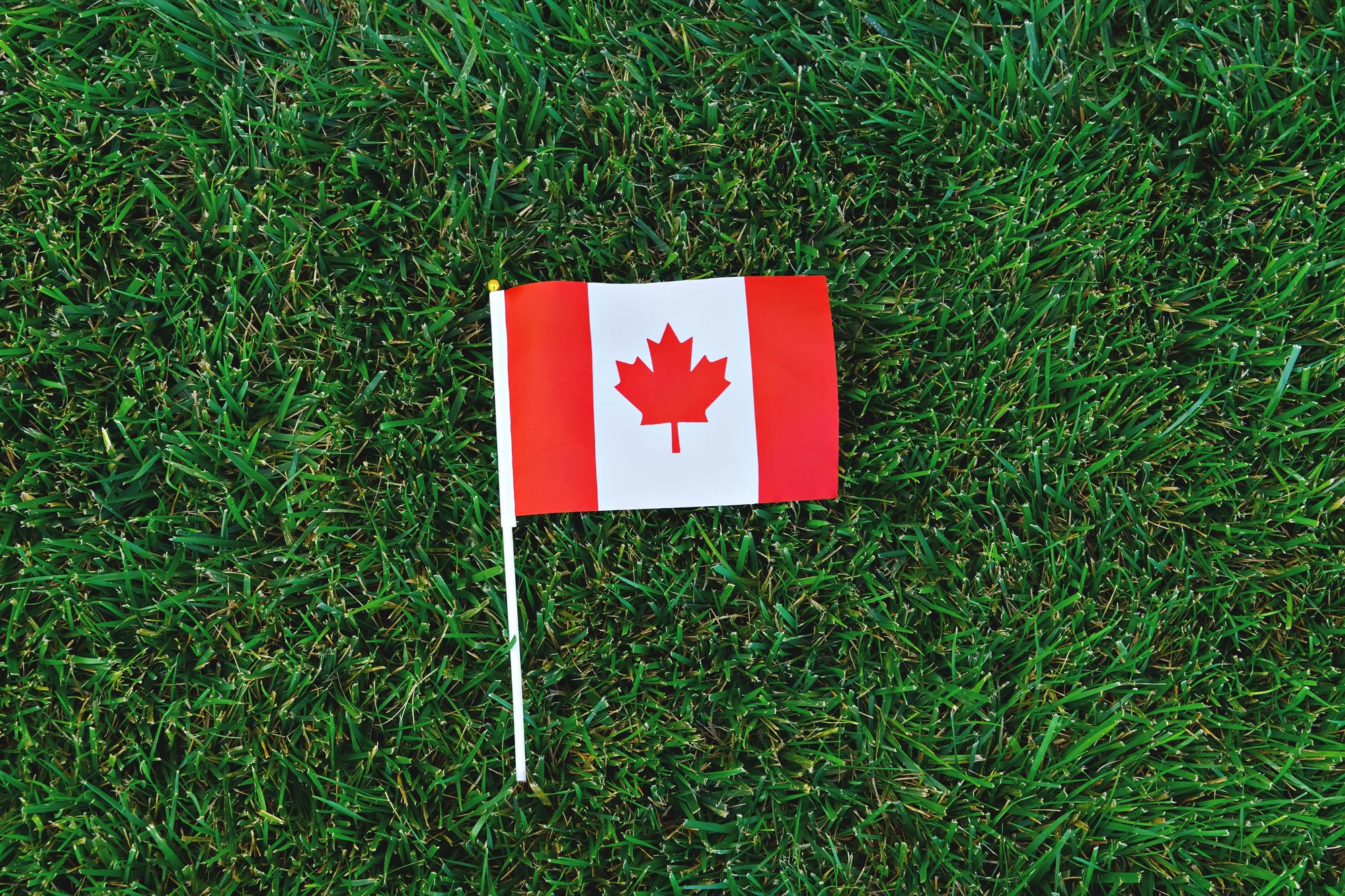 Canadian flag on green grass background. Happy Canada day